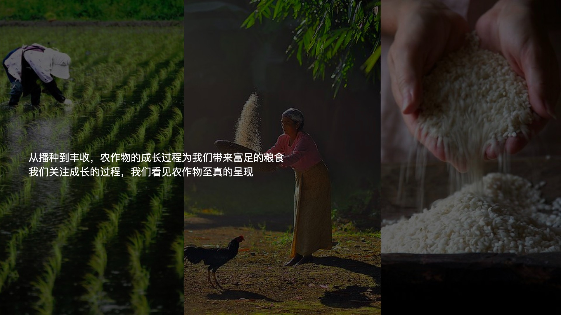 5雜糧項(xiàng)目_視覺(jué)概念_12:26.002.jpg