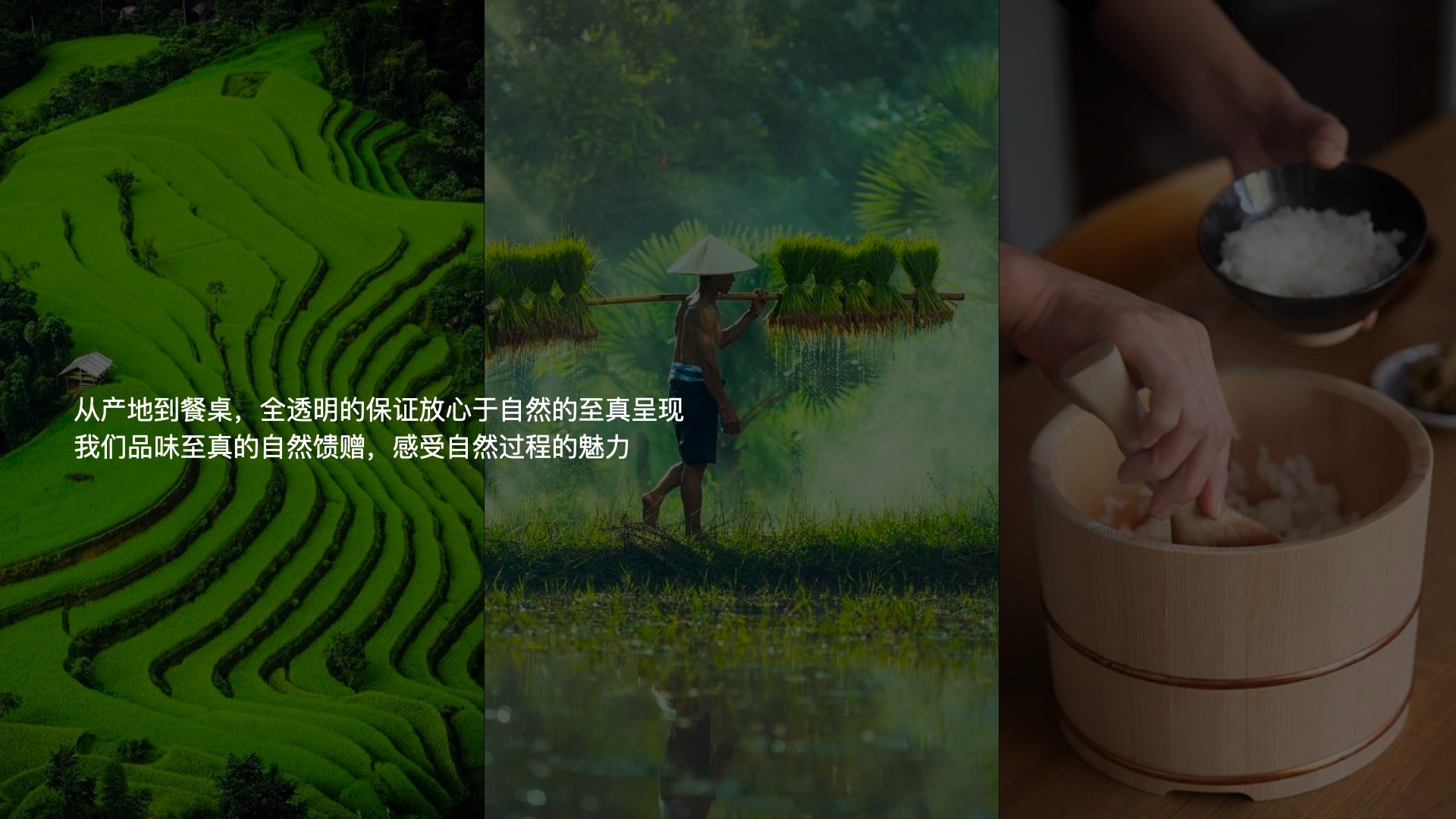 6雜糧項(xiàng)目_視覺(jué)概念_12:26.003.jpg